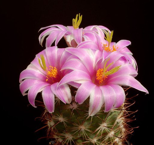 Mammillaria_insularis